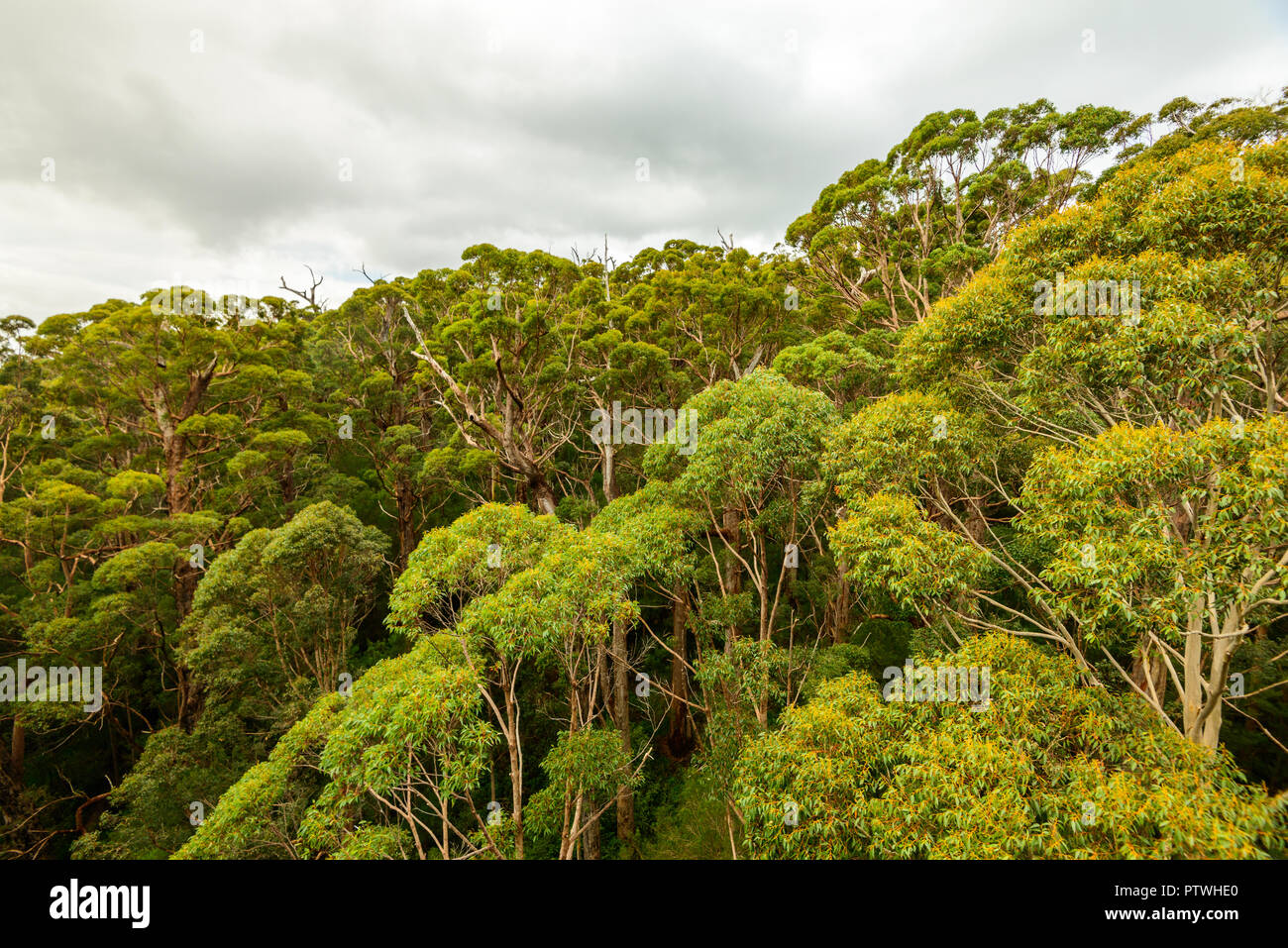 La Vallée des Géants Tree Top Walk, le Danemark, l'Nornalup, côte sud, WA, Australie occidentale, Australie Banque D'Images