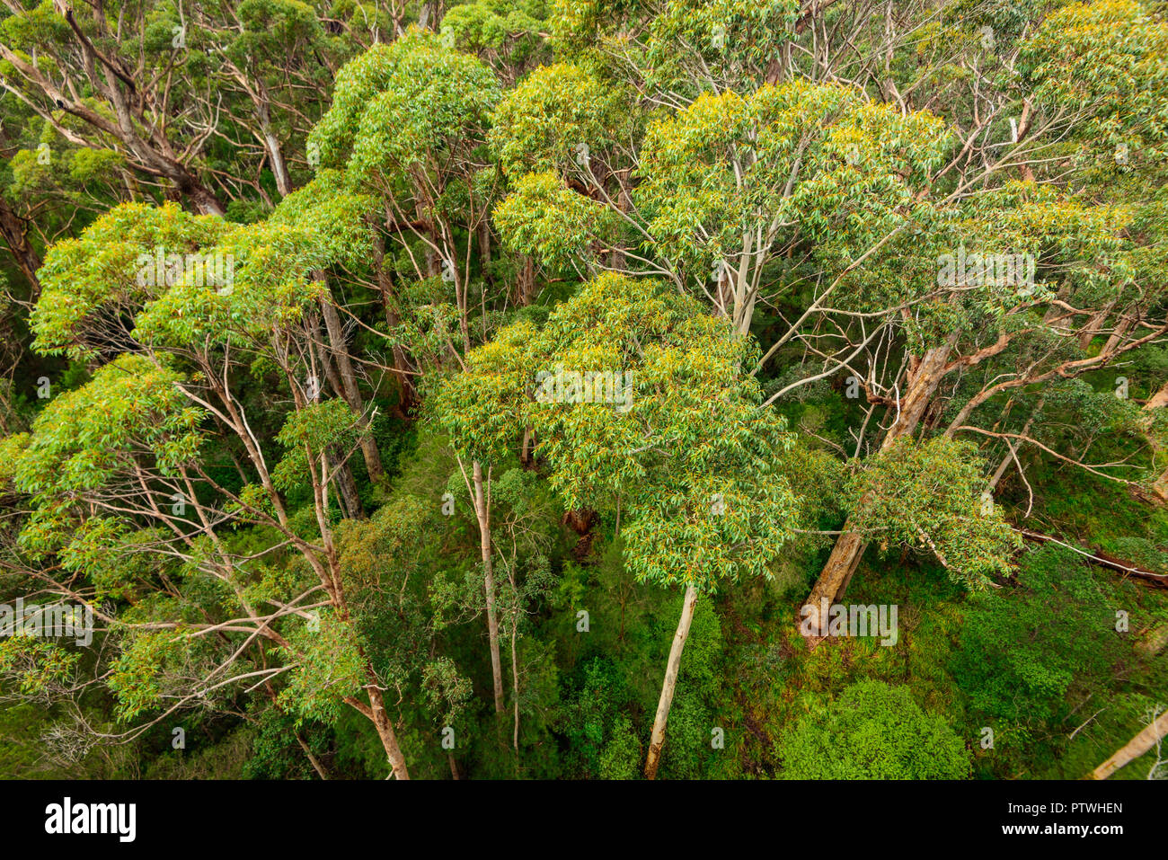 La Vallée des Géants Tree Top Walk, le Danemark, l'Nornalup, côte sud, WA, Australie occidentale, Australie Banque D'Images