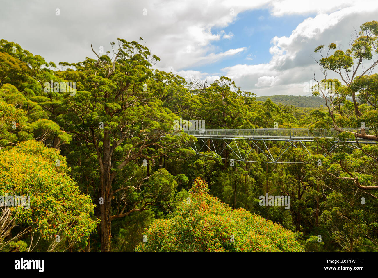 Le sentier de randonnée dans la Vallée des Géants Tree Top Walk, le Danemark, le Parc National de Walpole-Nornalup, côte sud, WA, Australie de l'Ouest, Austra Banque D'Images