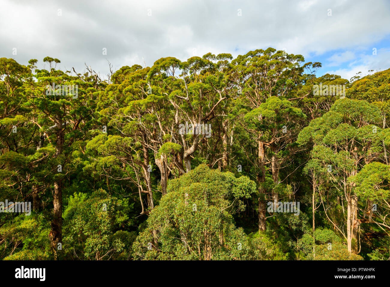 La Vallée des Géants Tree Top Walk, le Danemark, l'Nornalup, côte sud, WA, Australie occidentale, Australie Banque D'Images