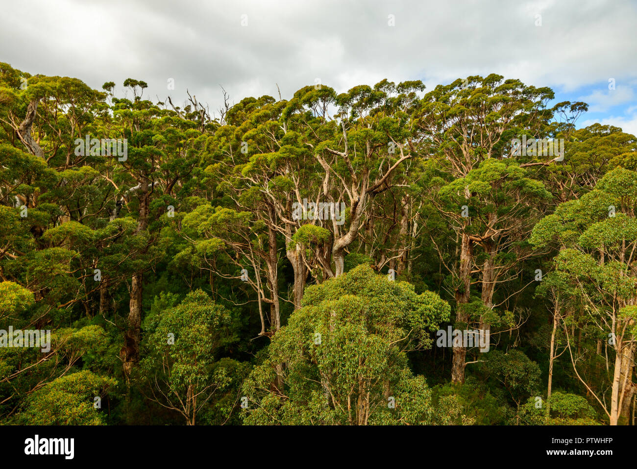 La Vallée des Géants Tree Top Walk, le Danemark, l'Nornalup, côte sud, WA, Australie occidentale, Australie Banque D'Images