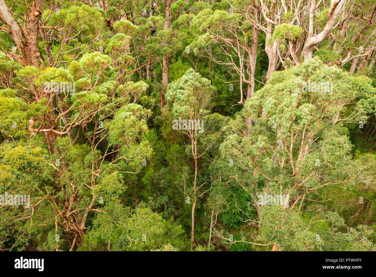 La Vallée des Géants Tree Top Walk, le Danemark, l'Nornalup, côte sud, WA, Australie occidentale, Australie Banque D'Images