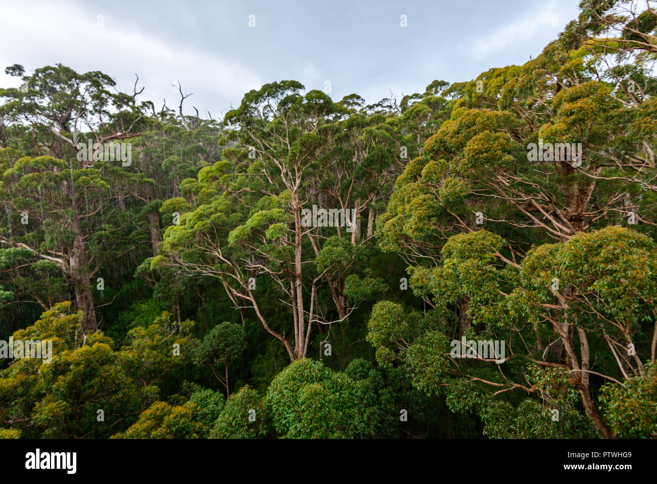 La Vallée des Géants Tree Top Walk, le Danemark, l'Nornalup, côte sud, WA, Australie occidentale, Australie Banque D'Images