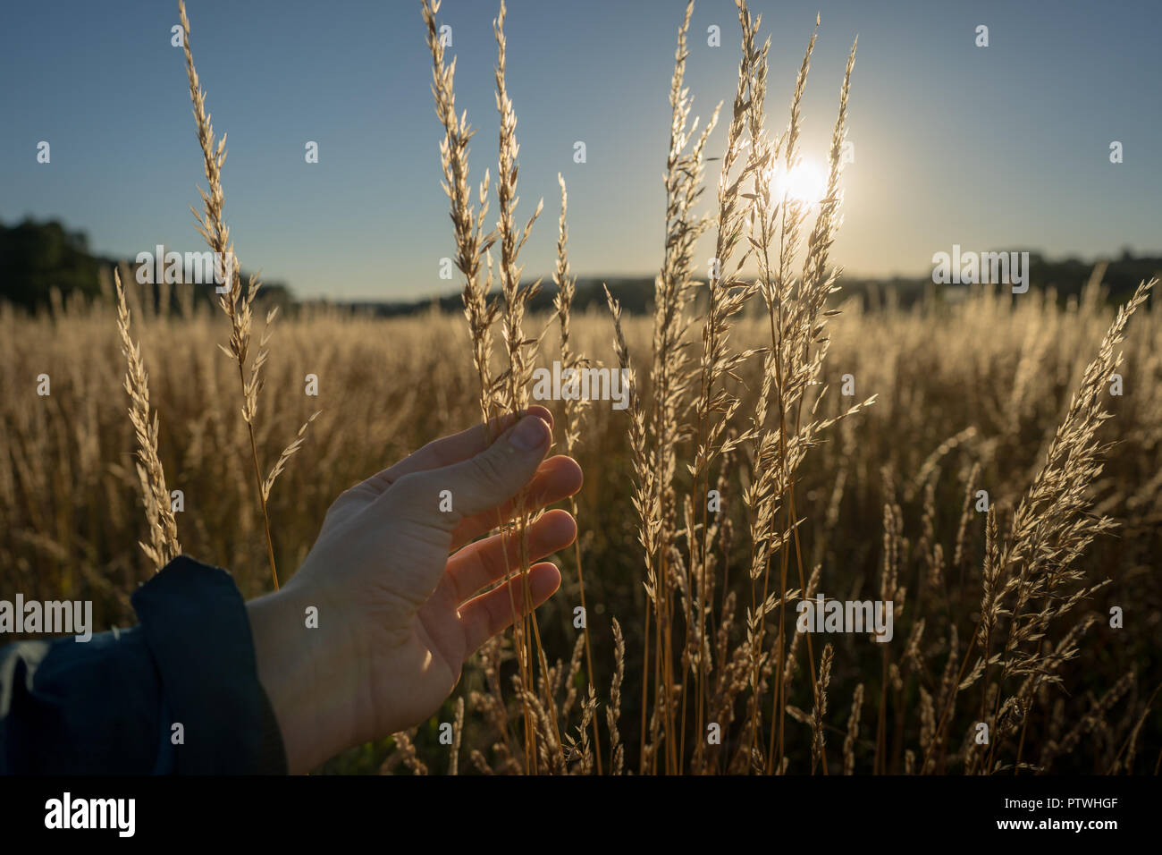 Gras sec dans le coucher du soleil contre le soleil avec un homme part de les toucher. Banque D'Images