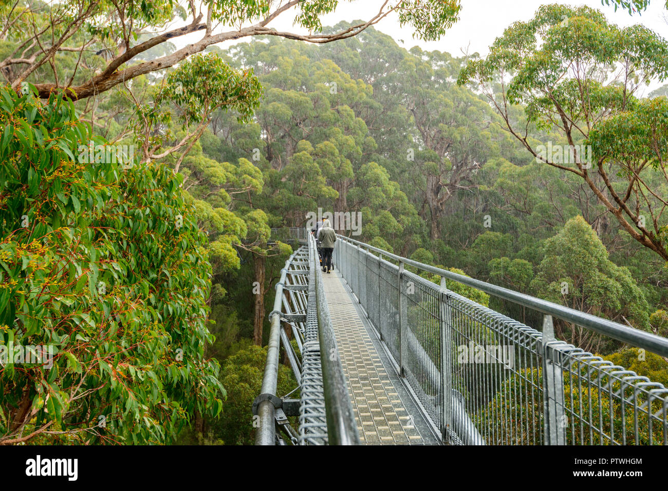 Le sentier de randonnée dans la Vallée des Géants Tree Top Walk, le Danemark, le Parc National de Walpole-Nornalup, côte sud, WA, Australie de l'Ouest, Austra Banque D'Images
