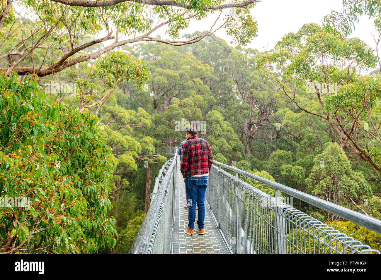 Le sentier de randonnée dans la Vallée des Géants Tree Top Walk, le Danemark, le Parc National de Walpole-Nornalup, côte sud, WA, Australie de l'Ouest, Austra Banque D'Images