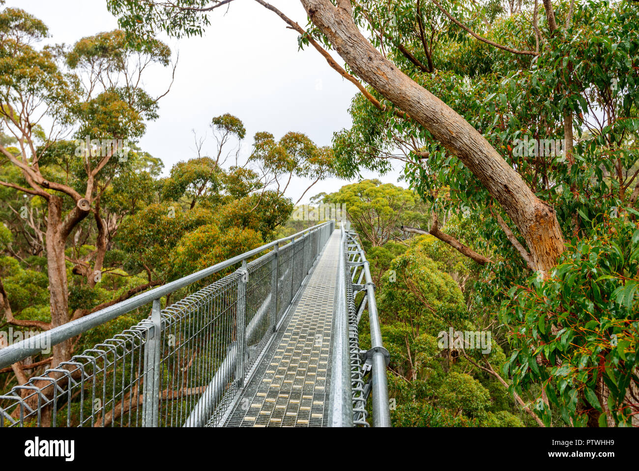 Le sentier de randonnée dans la Vallée des Géants Tree Top Walk, le Danemark, le Parc National de Walpole-Nornalup, côte sud, WA, Australie de l'Ouest, Austra Banque D'Images