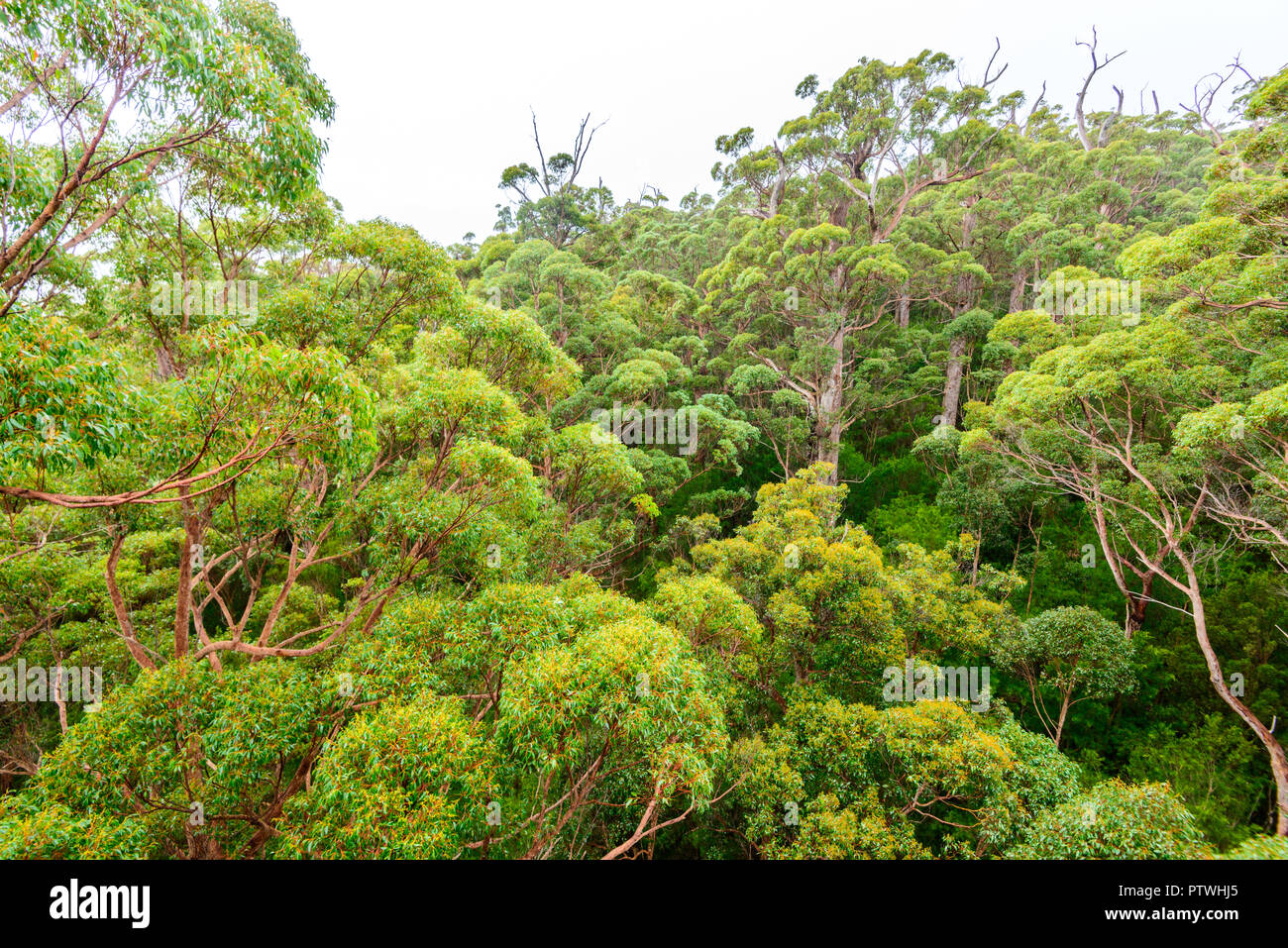 La Vallée des Géants Tree Top Walk, le Danemark, l'Nornalup, côte sud, WA, Australie occidentale, Australie Banque D'Images