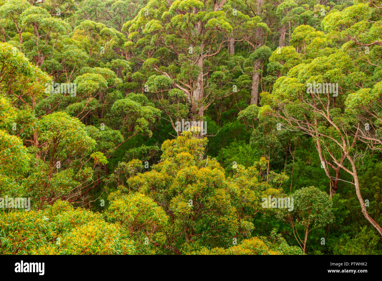 La Vallée des Géants Tree Top Walk, le Danemark, l'Nornalup, côte sud, WA, Australie occidentale, Australie Banque D'Images