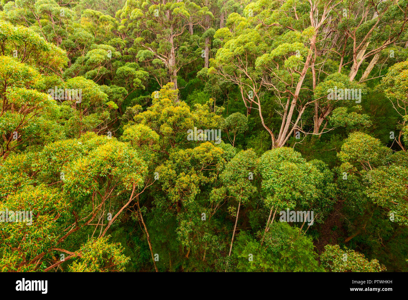 La Vallée des Géants Tree Top Walk, le Danemark, l'Nornalup, côte sud, WA, Australie occidentale, Australie Banque D'Images