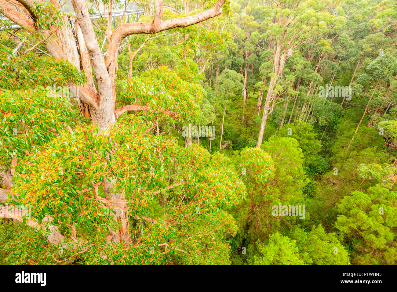 La Vallée des Géants Tree Top Walk, le Danemark, l'Nornalup, côte sud, WA, Australie occidentale, Australie Banque D'Images