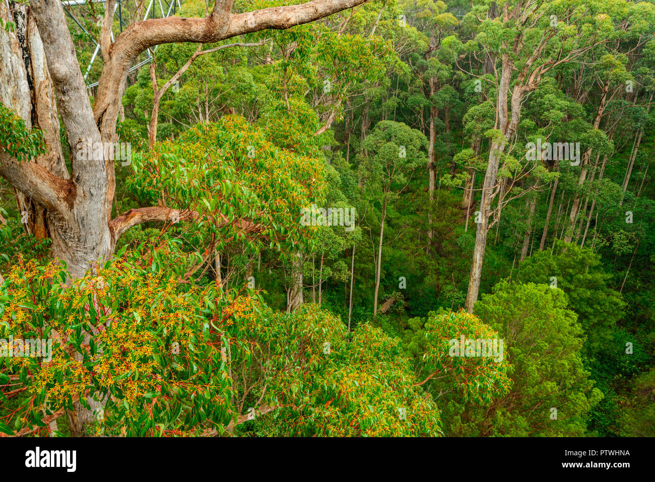 La Vallée des Géants Tree Top Walk, le Danemark, l'Nornalup, côte sud, WA, Australie occidentale, Australie Banque D'Images