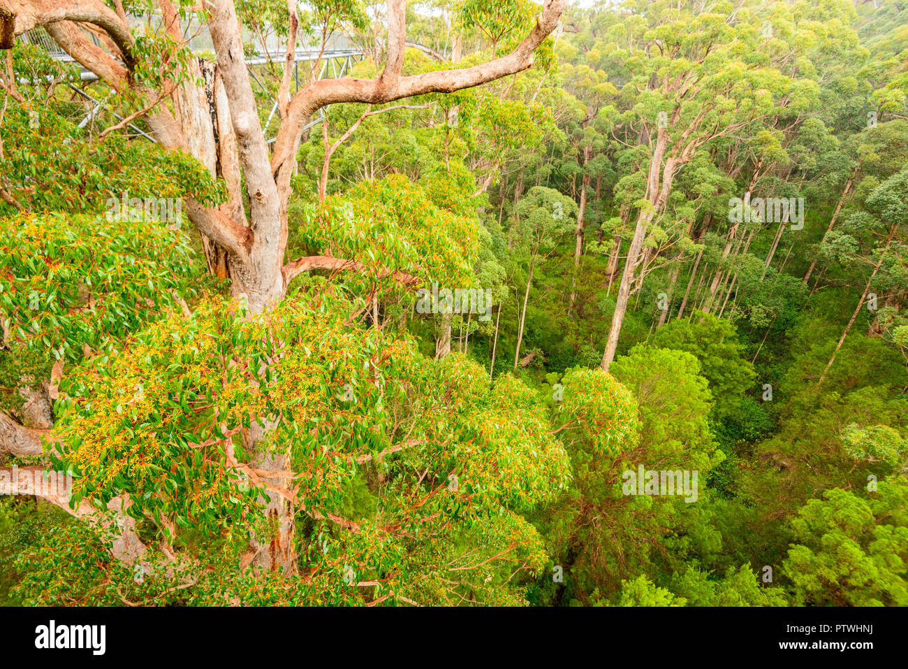 La Vallée des Géants Tree Top Walk, le Danemark, l'Nornalup, côte sud, WA, Australie occidentale, Australie Banque D'Images