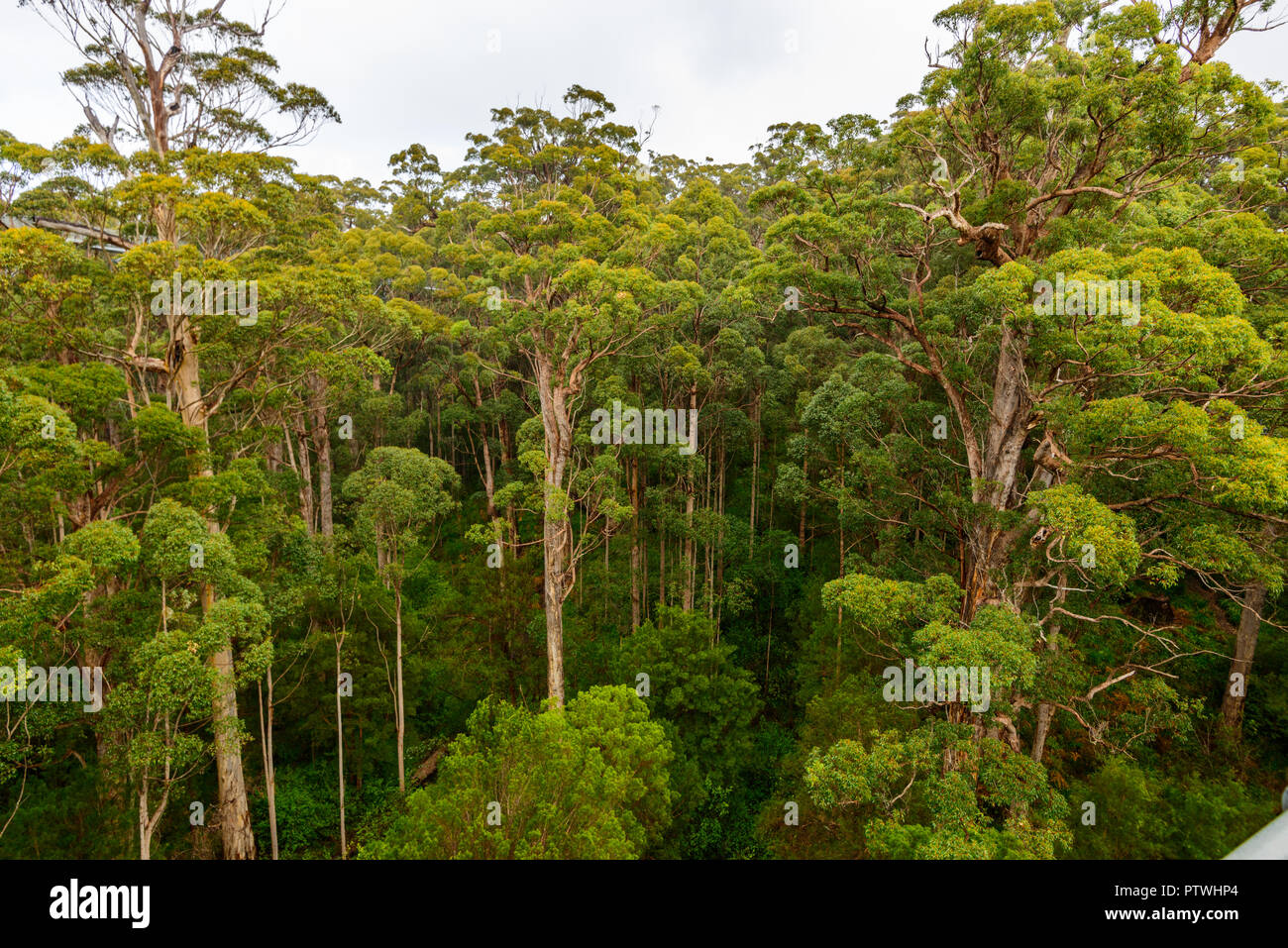 La Vallée des Géants Tree Top Walk, le Danemark, l'Nornalup, côte sud, WA, Australie occidentale, Australie Banque D'Images