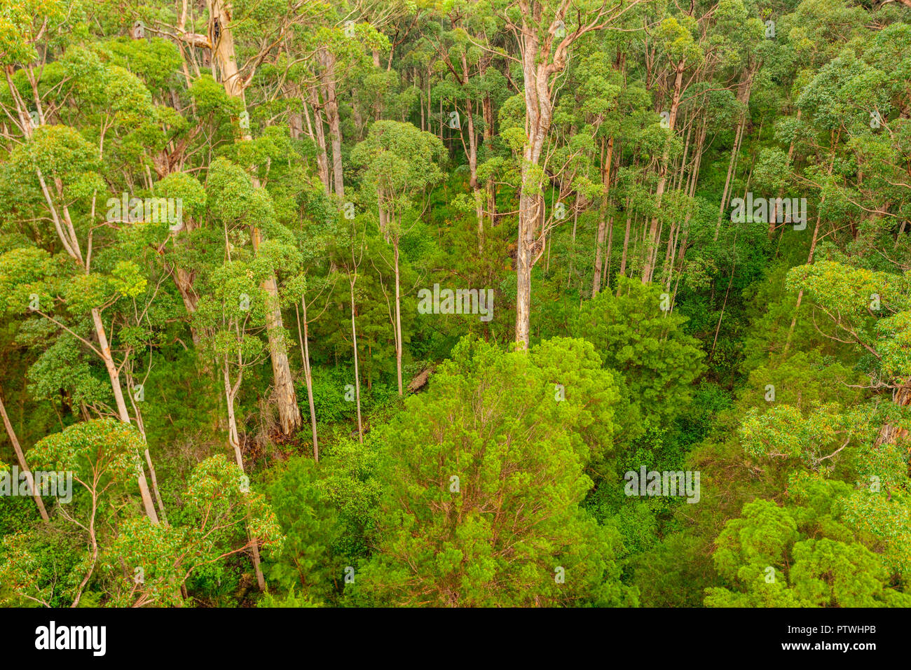 La Vallée des Géants Tree Top Walk, le Danemark, l'Nornalup, côte sud, WA, Australie occidentale, Australie Banque D'Images