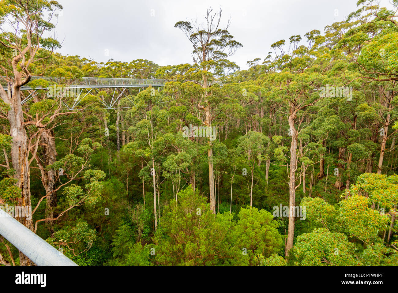 La Vallée des Géants Tree Top Walk, le Danemark, l'Nornalup, côte sud, WA, Australie occidentale, Australie Banque D'Images