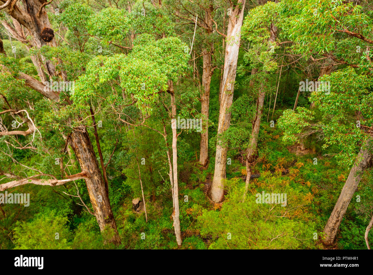 La Vallée des Géants Tree Top Walk, le Danemark, l'Nornalup, côte sud, WA, Australie occidentale, Australie Banque D'Images