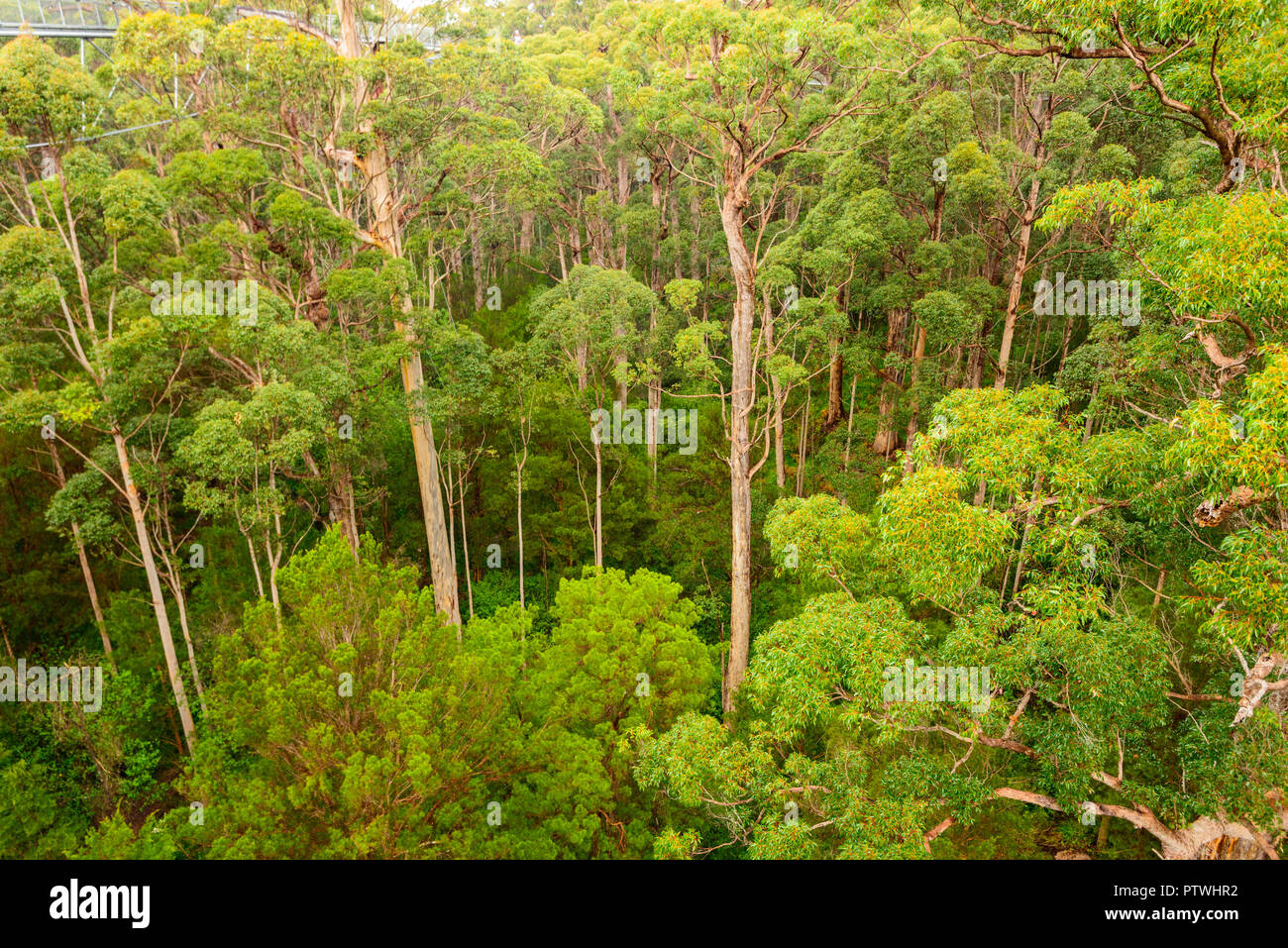 La Vallée des Géants Tree Top Walk, le Danemark, l'Nornalup, côte sud, WA, Australie occidentale, Australie Banque D'Images