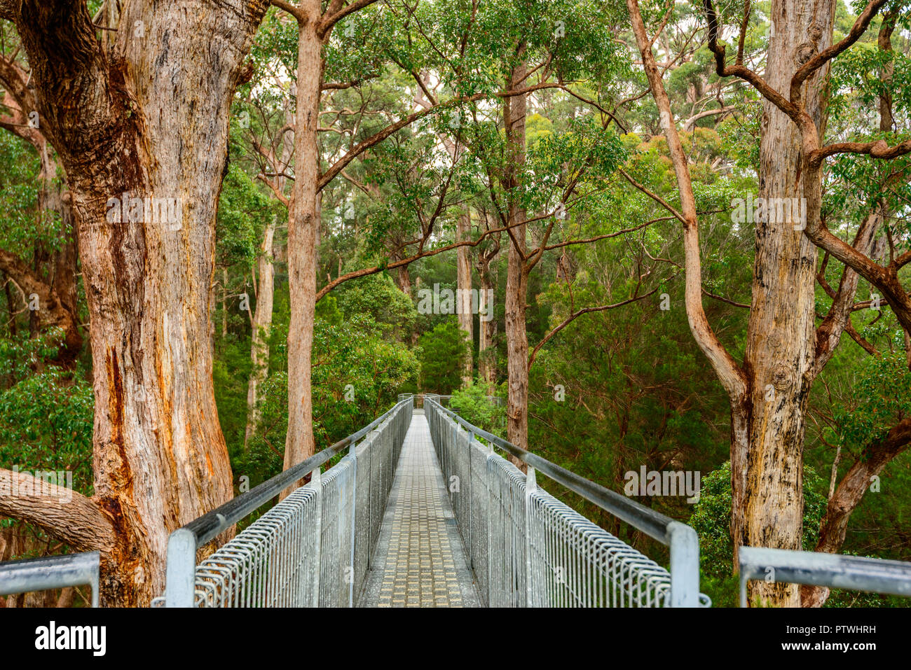 Le sentier de randonnée dans la Vallée des Géants Tree Top Walk, le Danemark, le Parc National de Walpole-Nornalup, côte sud, WA, Australie de l'Ouest, Austra Banque D'Images