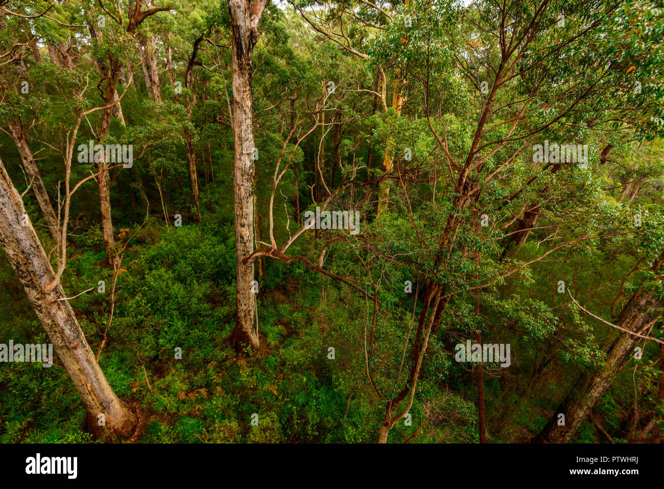 La Vallée des Géants Tree Top Walk, le Danemark, l'Nornalup, côte sud, WA, Australie occidentale, Australie Banque D'Images