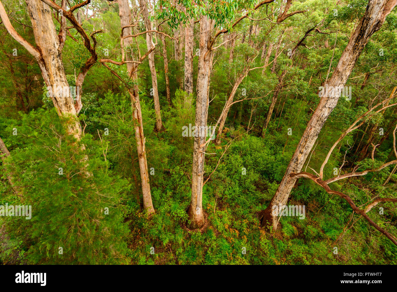 La Vallée des Géants Tree Top Walk, le Danemark, l'Nornalup, côte sud, WA, Australie occidentale, Australie Banque D'Images