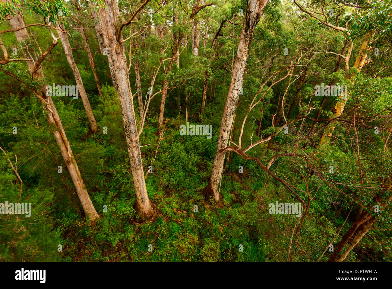 La Vallée des Géants Tree Top Walk, le Danemark, l'Nornalup, côte sud, WA, Australie occidentale, Australie Banque D'Images