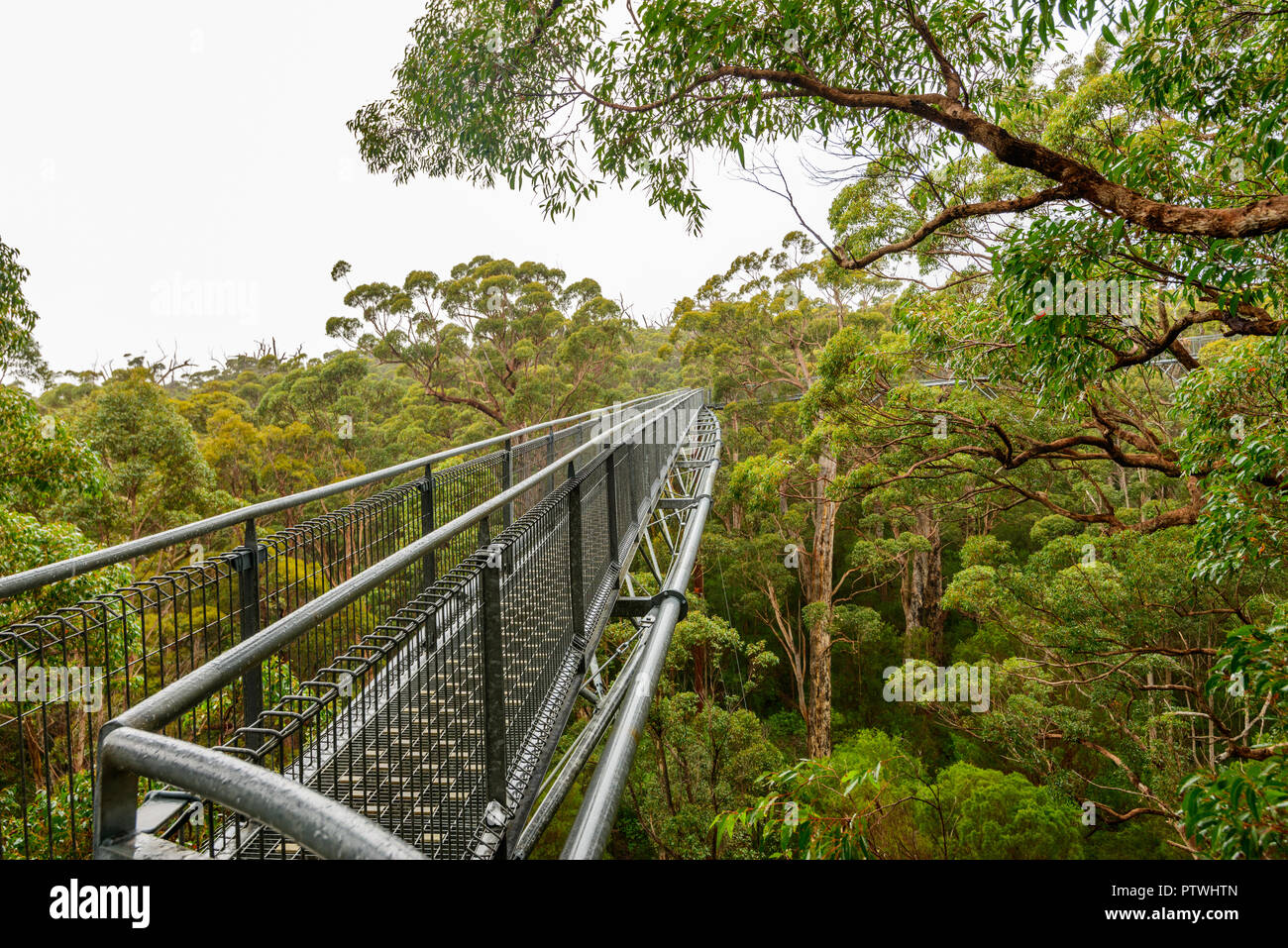 Le sentier de randonnée dans la Vallée des Géants Tree Top Walk, le Danemark, le Parc National de Walpole-Nornalup, côte sud, WA, Australie de l'Ouest, Austra Banque D'Images