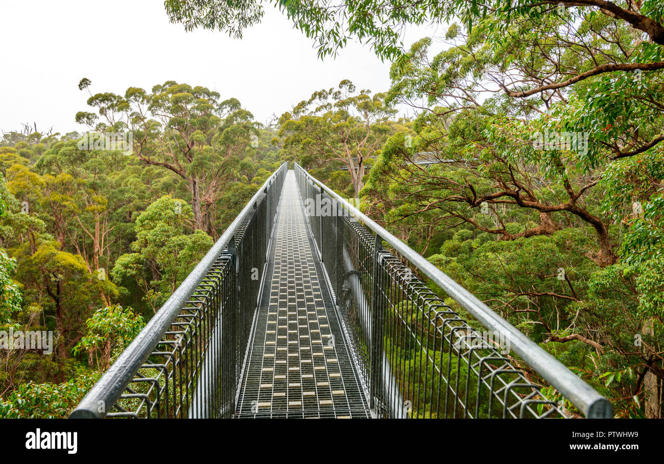Le sentier de randonnée dans la Vallée des Géants Tree Top Walk, le Danemark, le Parc National de Walpole-Nornalup, côte sud, WA, Australie de l'Ouest, Austra Banque D'Images