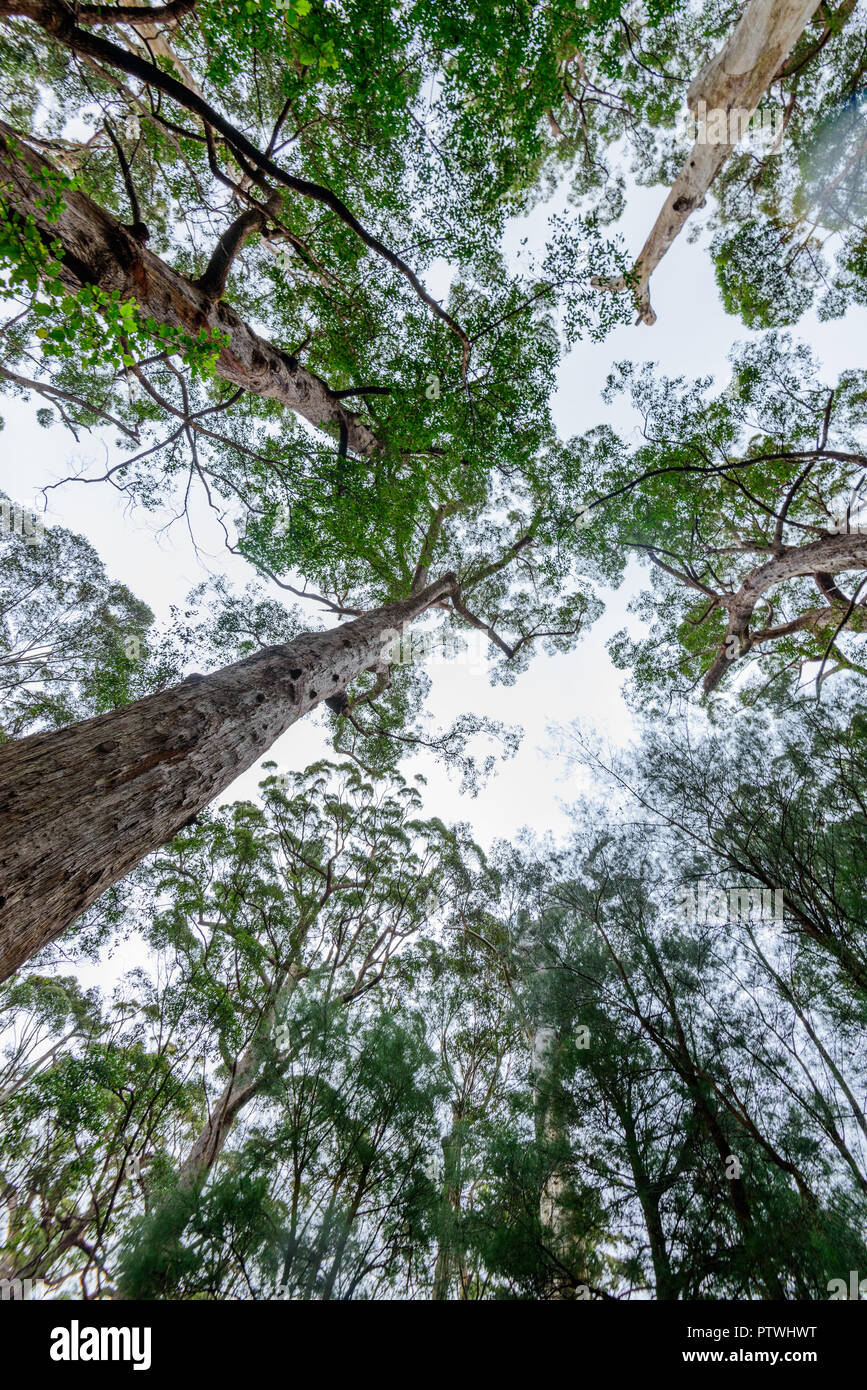 La Vallée des Géants Tree Top Walk, le Danemark, l'Nornalup, côte sud, WA, Australie occidentale, Australie Banque D'Images