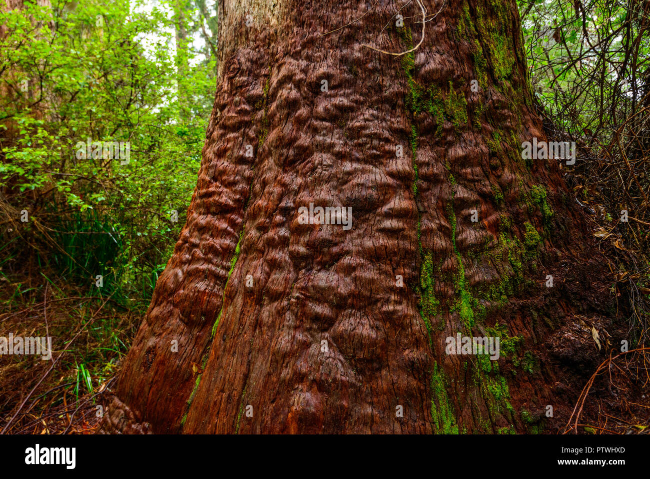 La Vallée des Géants ancien empire à pied, le Danemark, l'Nornalup, côte sud, WA, Australie occidentale, Australie Banque D'Images