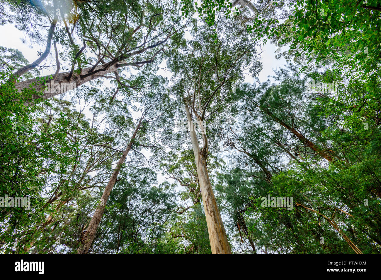 La Vallée des Géants Tree Top Walk, le Danemark, l'Nornalup, côte sud, WA, Australie occidentale, Australie Banque D'Images