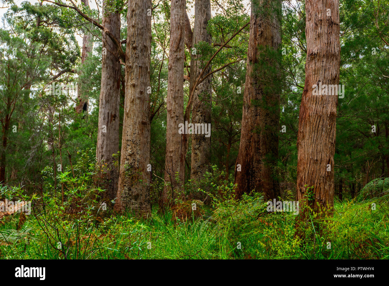La Vallée des Géants ancien empire à pied, le Danemark, l'Nornalup, côte sud, WA, Australie occidentale, Australie Banque D'Images