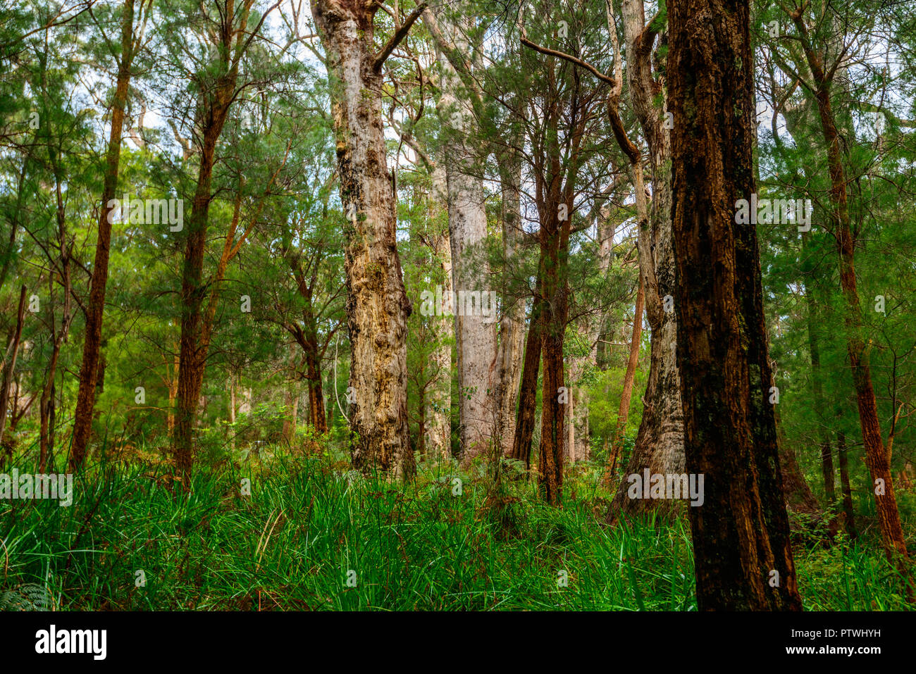 La Vallée des Géants ancien empire à pied, le Danemark, l'Nornalup, côte sud, WA, Australie occidentale, Australie Banque D'Images