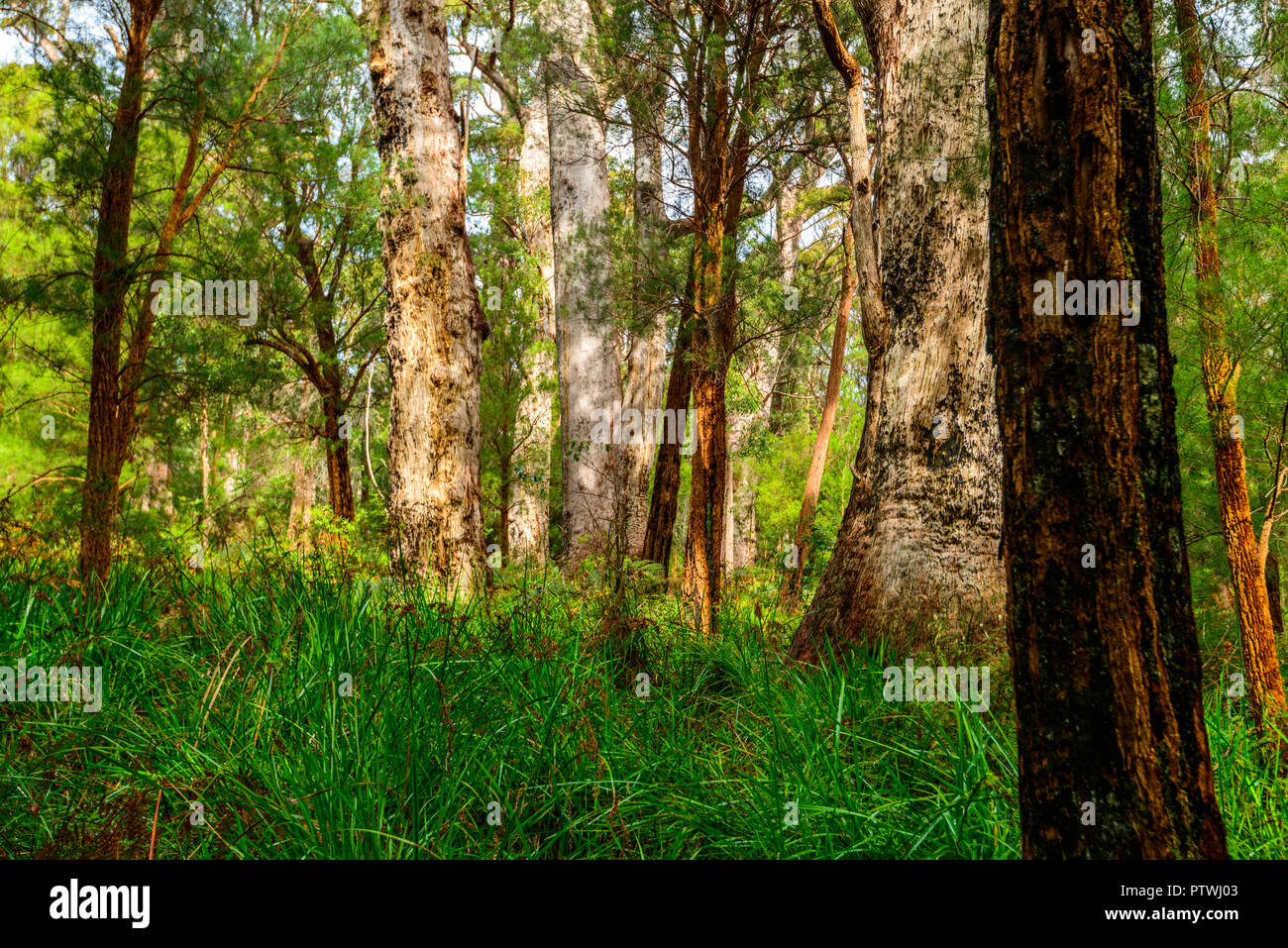 La Vallée des Géants ancien empire à pied, le Danemark, l'Nornalup, côte sud, WA, Australie occidentale, Australie Banque D'Images