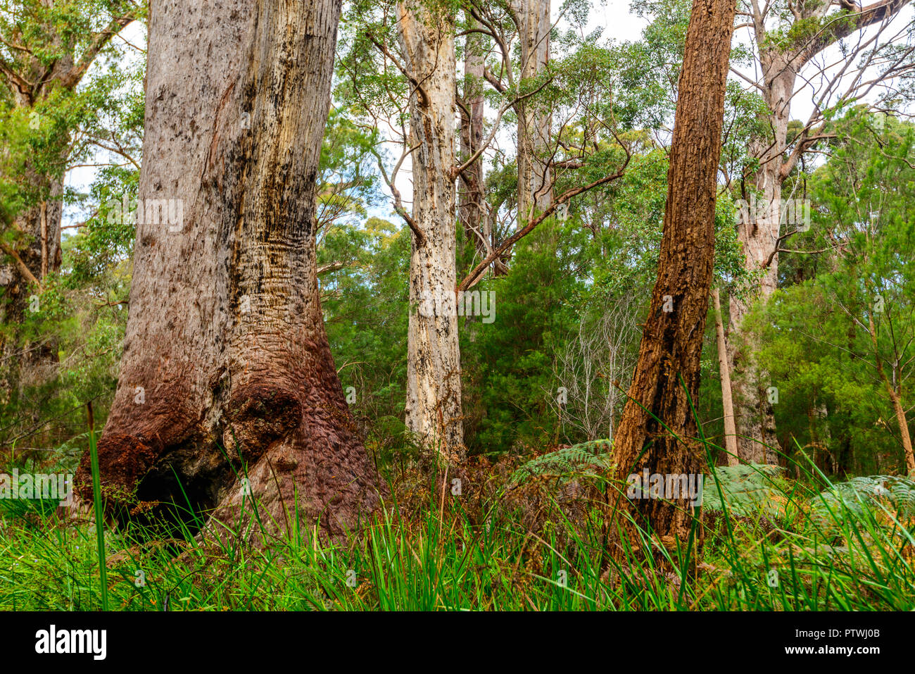 La Vallée des Géants ancien empire à pied, le Danemark, l'Nornalup, côte sud, WA, Australie occidentale, Australie Banque D'Images