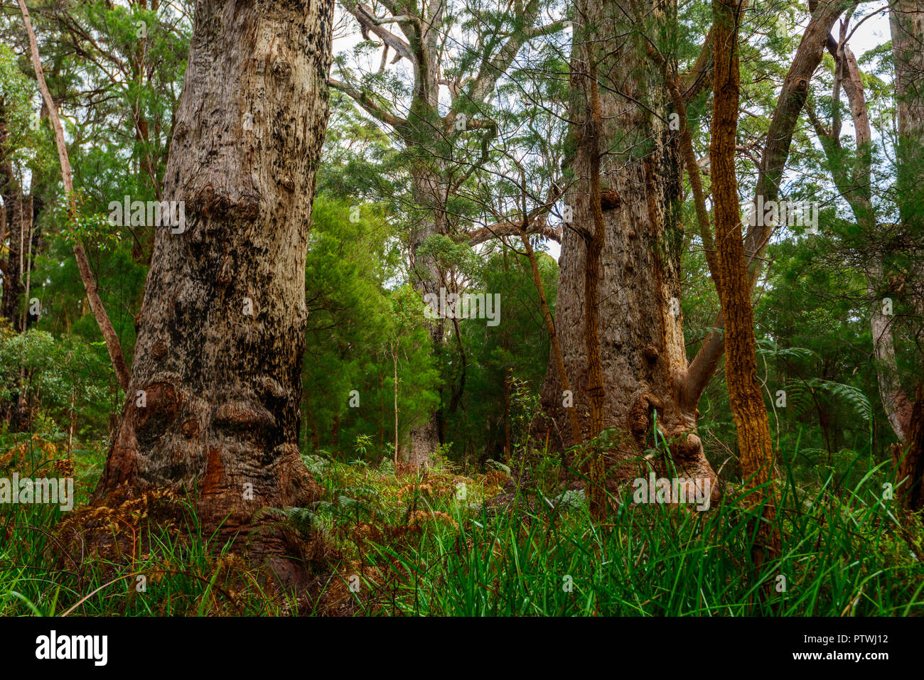 La Vallée des Géants ancien empire à pied, le Danemark, l'Nornalup, côte sud, WA, Australie occidentale, Australie Banque D'Images