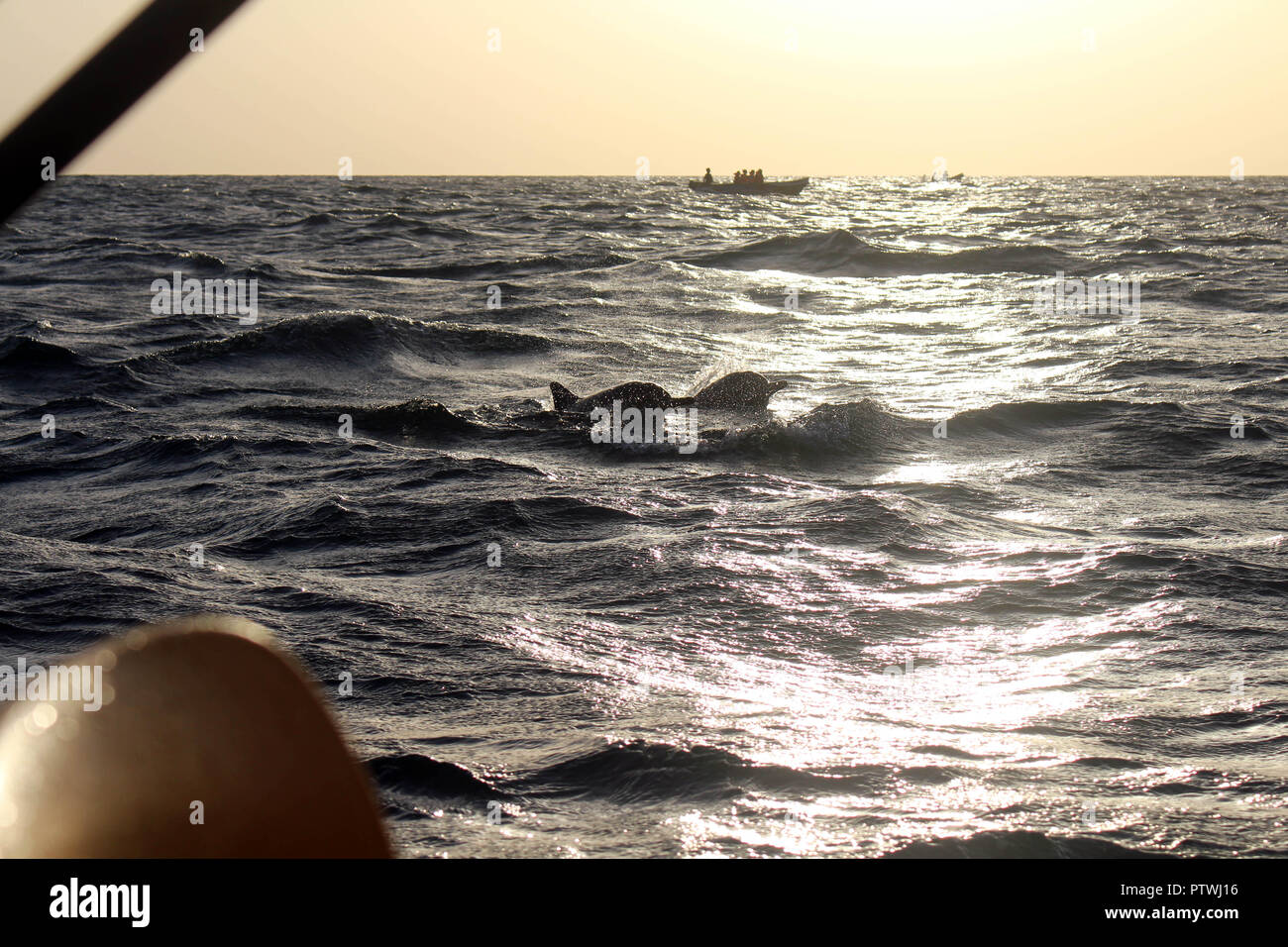 A la recherche des dauphins à Trincomalee. Prises au Sri Lanka, août 2018. Banque D'Images