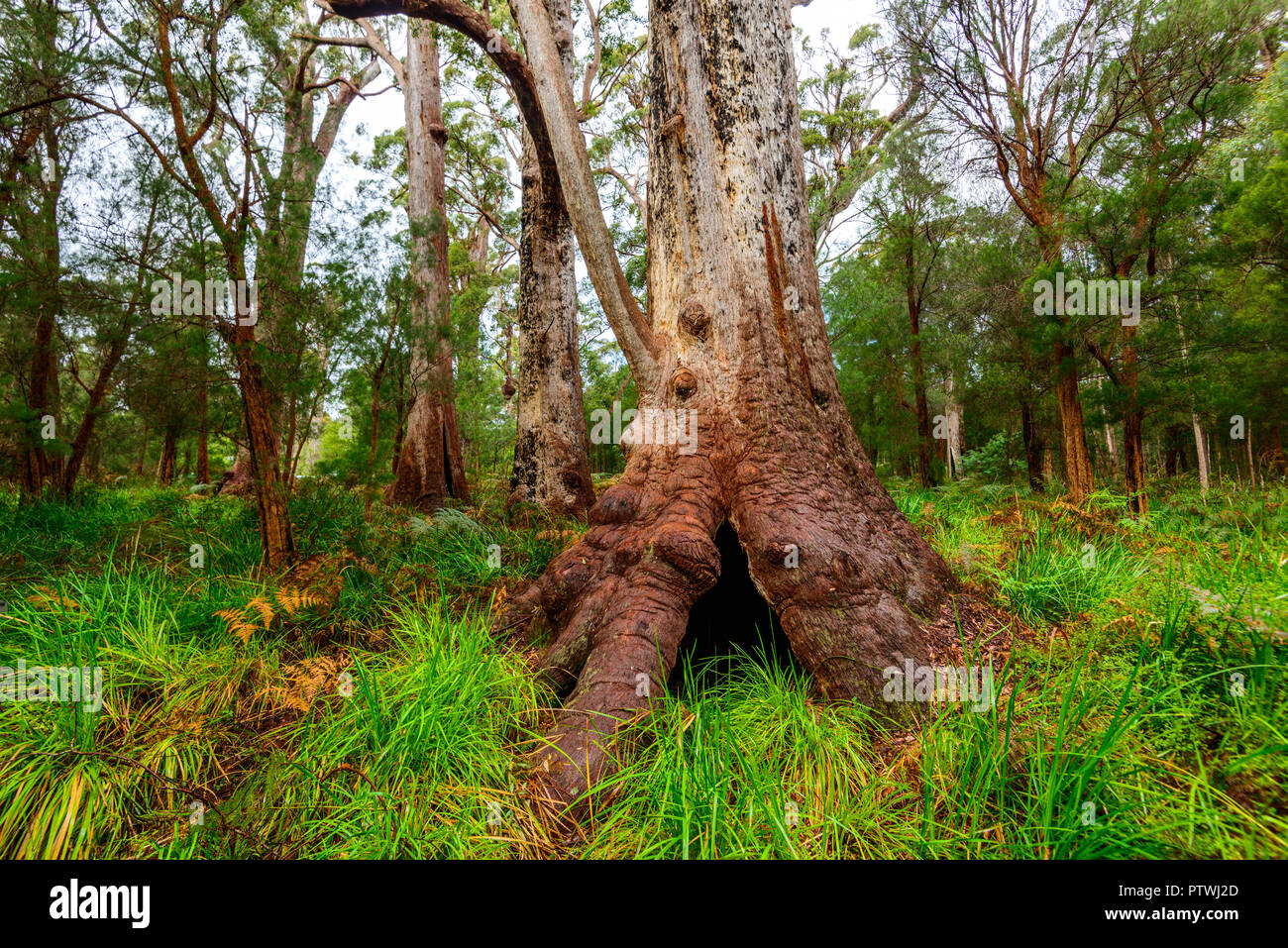 La Vallée des Géants ancien empire à pied, le Danemark, l'Nornalup, côte sud, WA, Australie occidentale, Australie Banque D'Images