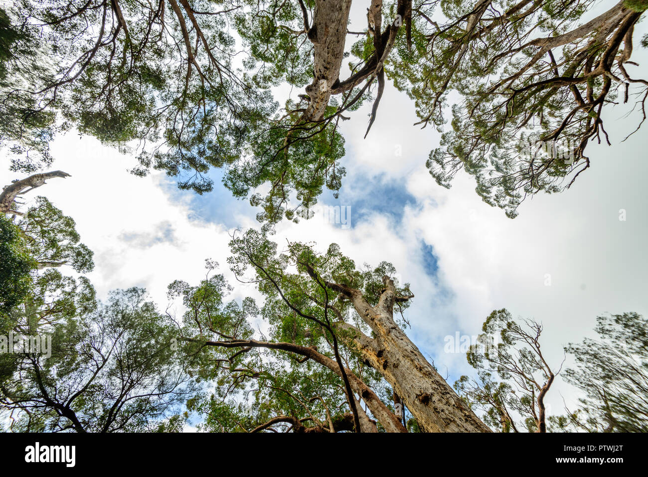 La Vallée des Géants Tree Top Walk, le Danemark, l'Nornalup, côte sud, WA, Australie occidentale, Australie Banque D'Images
