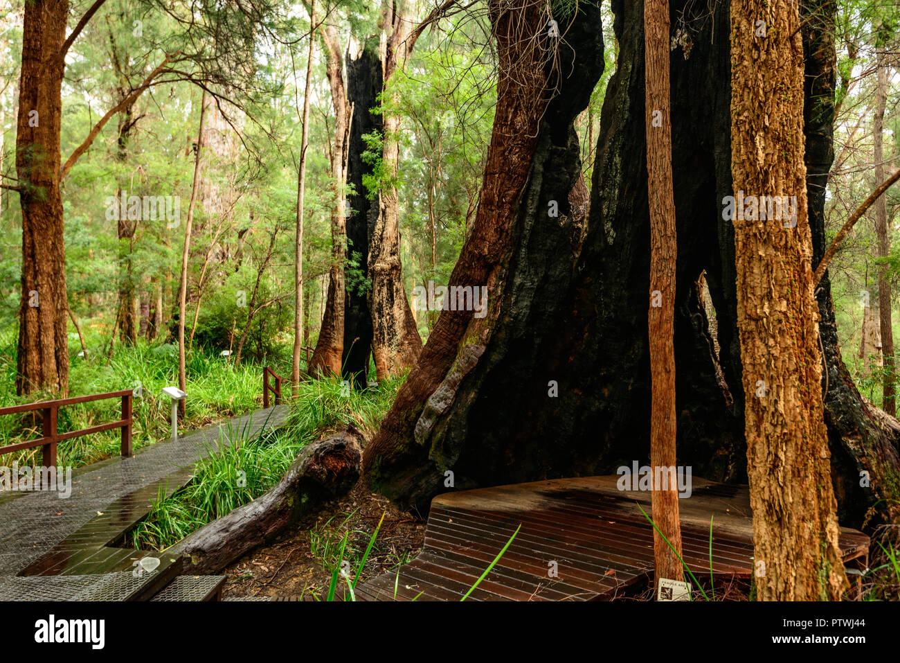 La Vallée des Géants ancien empire à pied, le Danemark, l'Nornalup, côte sud, WA, Australie occidentale, Australie Banque D'Images