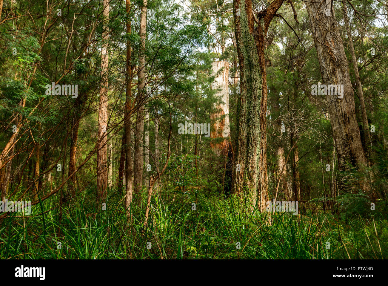La Vallée des Géants ancien empire à pied, le Danemark, l'Nornalup, côte sud, WA, Australie occidentale, Australie Banque D'Images