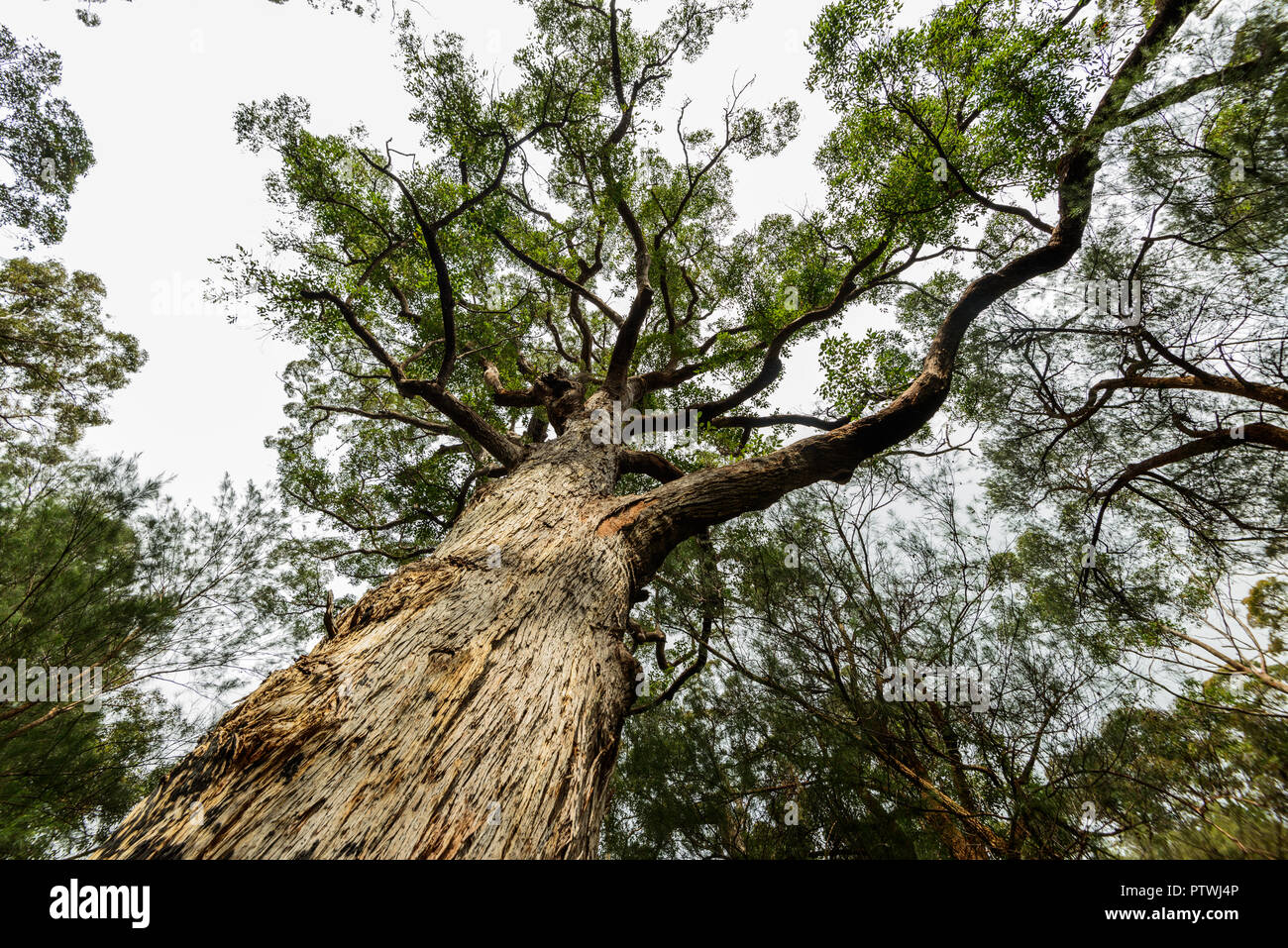 La Vallée des Géants ancien empire à pied, le Danemark, l'Nornalup, côte sud, WA, Australie occidentale, Australie Banque D'Images