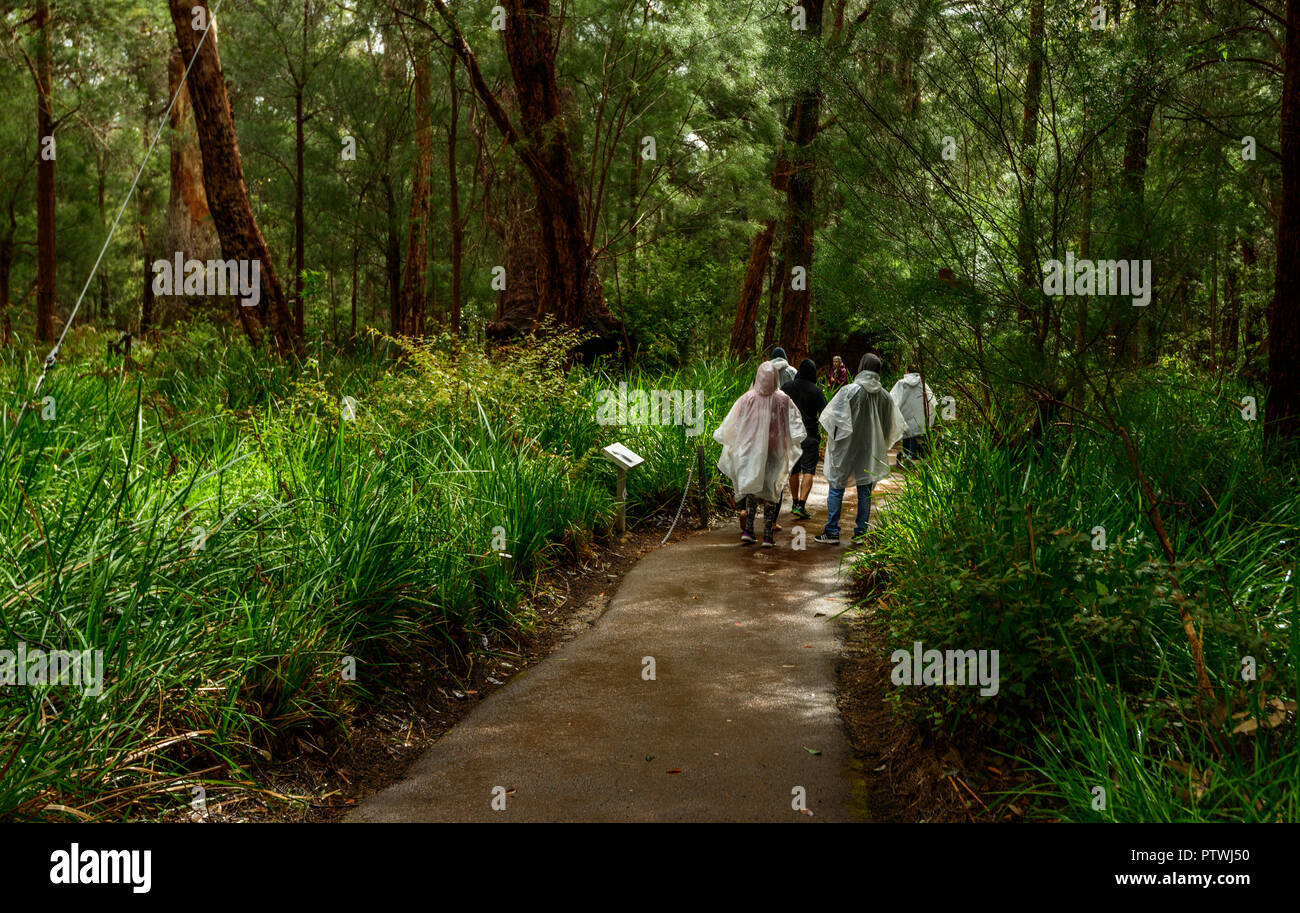Les touristes portant des manteaux de pluie, la Vallée des Géants l'ancien empire à pied, le Danemark, l'Nornalup, côte sud, WA, Australie occidentale, Australie Banque D'Images