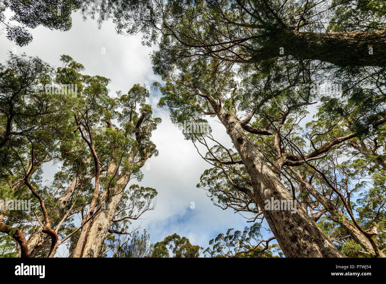 La Vallée des Géants Tree Top Walk, le Danemark, l'Nornalup, côte sud, WA, Australie occidentale, Australie Banque D'Images