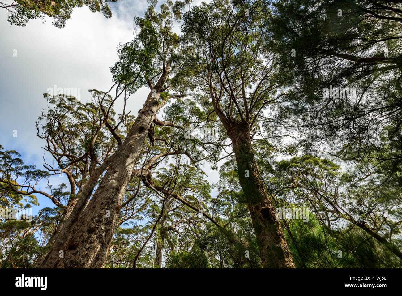 La Vallée des Géants ancien empire à pied, le Danemark, l'Nornalup, côte sud, WA, Australie occidentale, Australie Banque D'Images