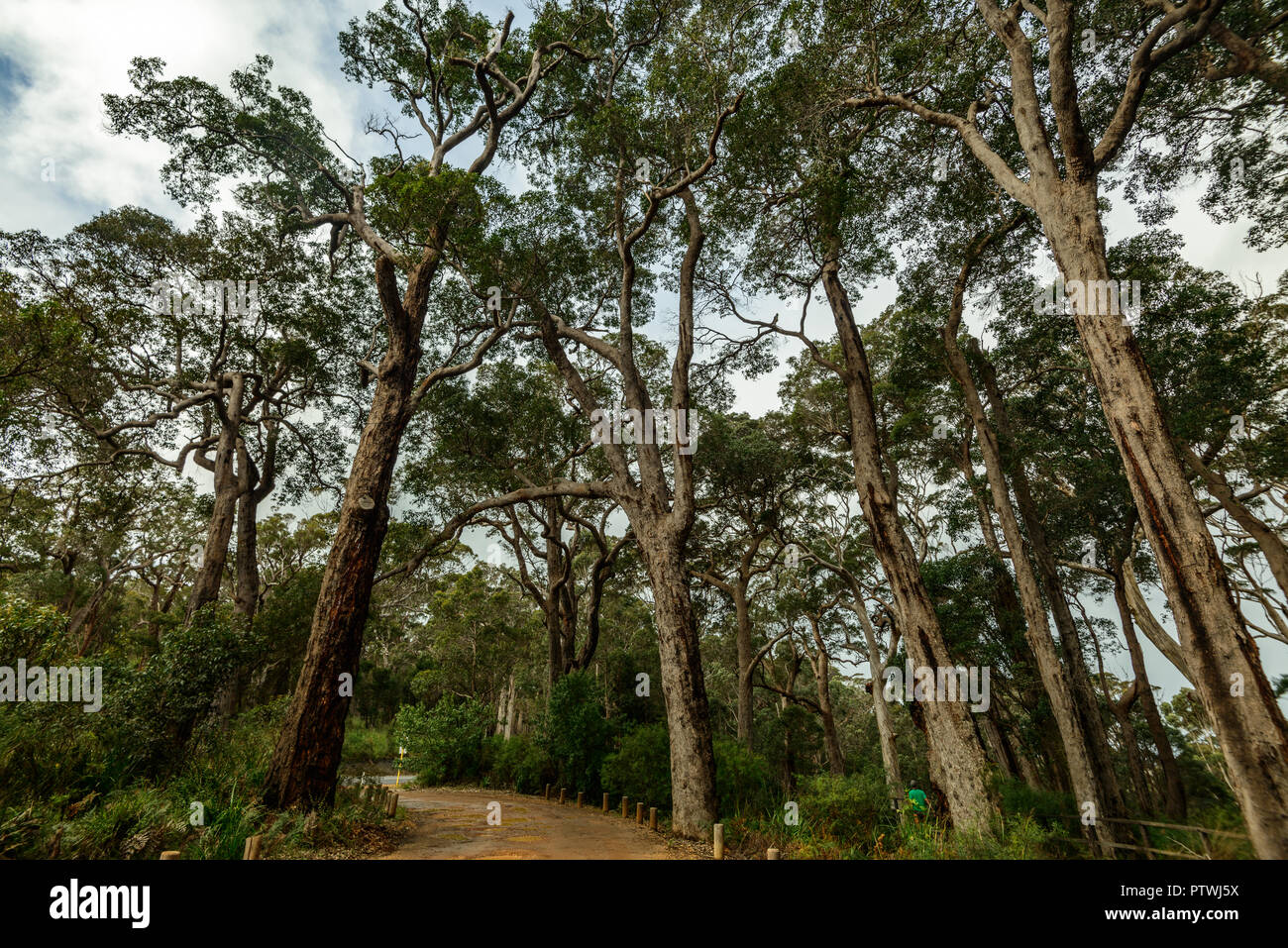 La Vallée des Géants Tree Top Walk, le Danemark, l'Nornalup, côte sud, WA, Australie occidentale, Australie Banque D'Images