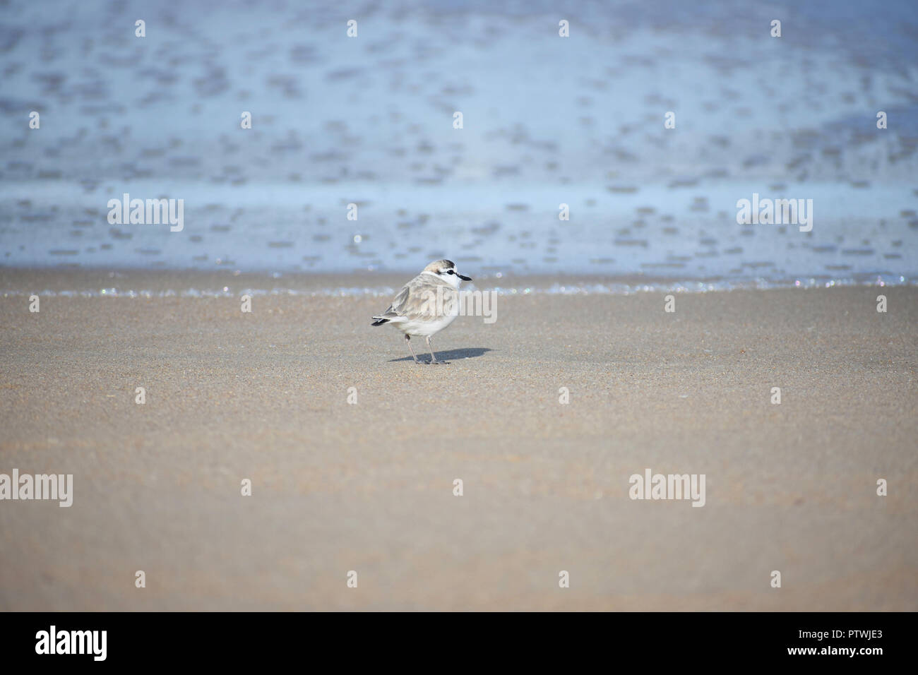 Petit à façade blanche Pluvier siffleur (Charadrius marginatus) Bird On Beach Banque D'Images