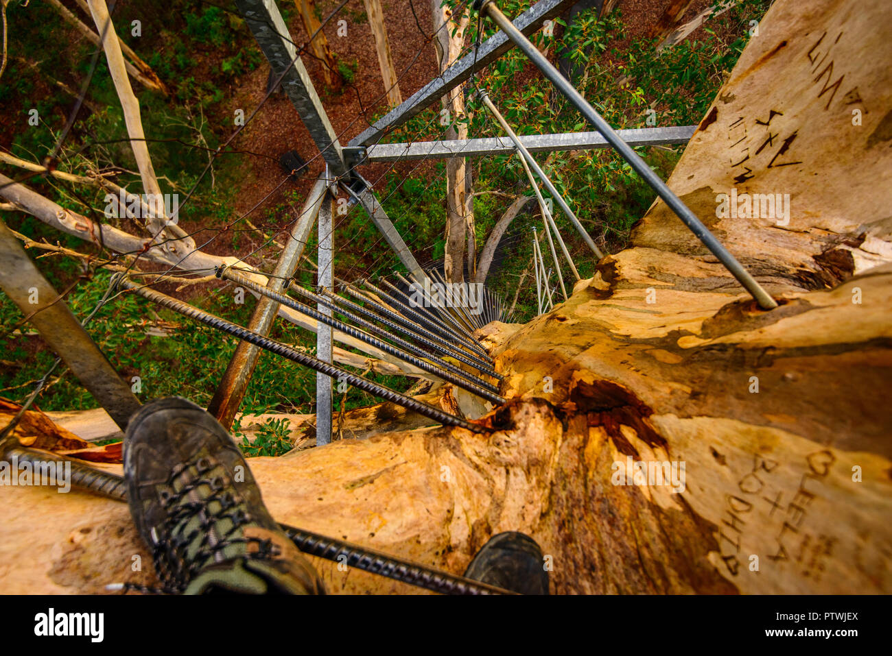 Monter à l'échelle de l'arbre, escalade, Gloucester rd de Bruma, Pemberton WA, Australie occidentale, Australie Banque D'Images