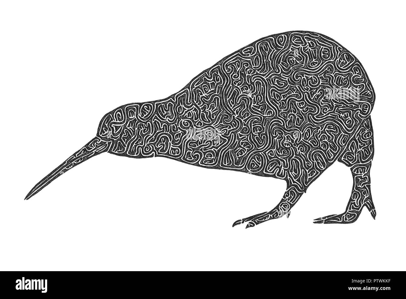 Illustration Dessin Du Kiwi Nocturne Et De Voler L