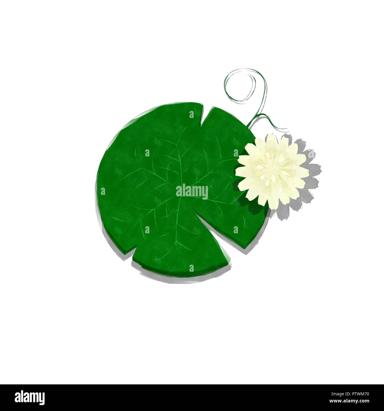 Water Lily watercolorillustration sur fond blanc Banque D'Images